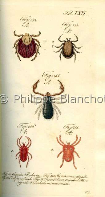 Collection-araignees_ 011.JPG - Archives Araignees, Arachniden, Dr Carl Wilhelm Hahn, 1831, Ixodes reduvius, Ixodes marginalis,Chelifer corticalis, Trombidium trimaculatum, Trombidium muscorum 